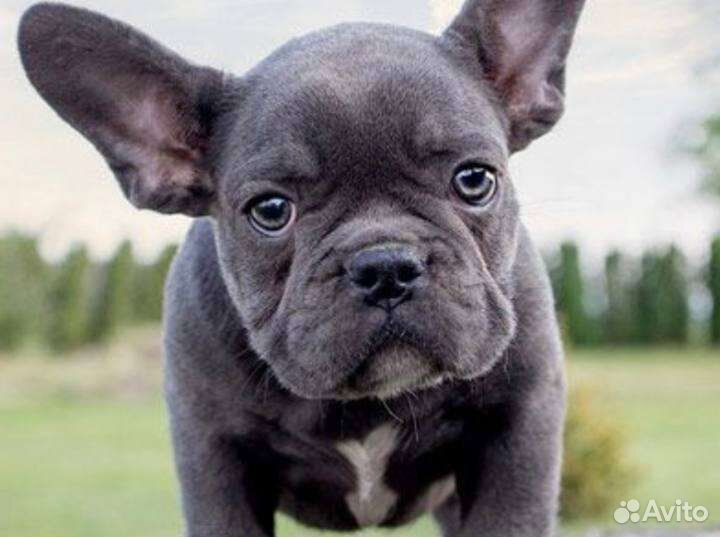 Усыпление кошек и собак на дому. Все районы города