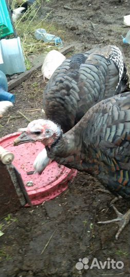 Индюки и Петухи