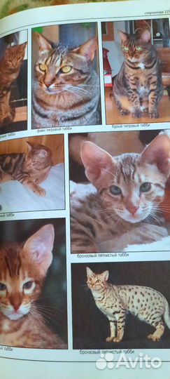 Джульетта Мей Все о породах кошек