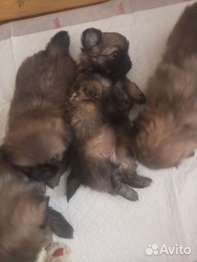 Щенки пекинеса