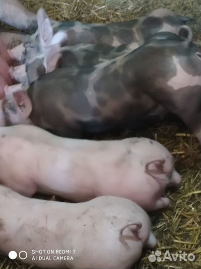 Поросята(Пьетрен).Хряк(Пьетрен)