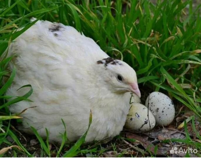 Перепелки несушки