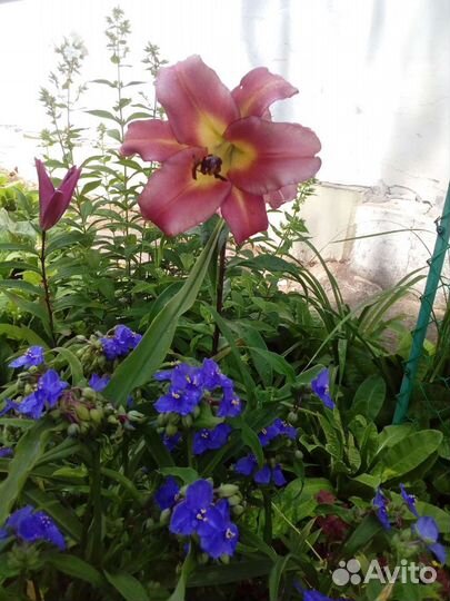 Традесканция садовая