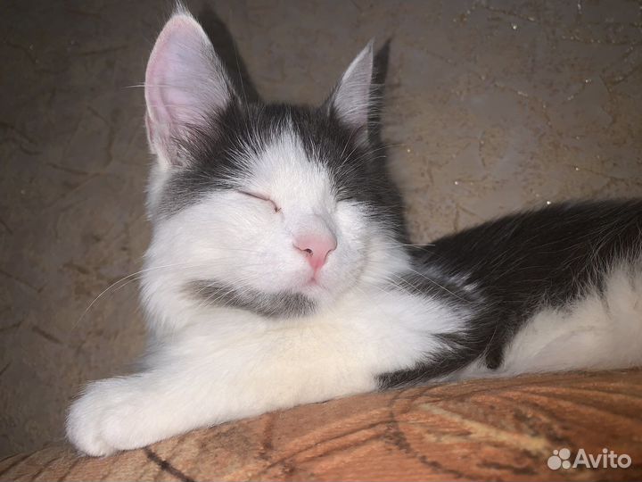 Кошка в дар