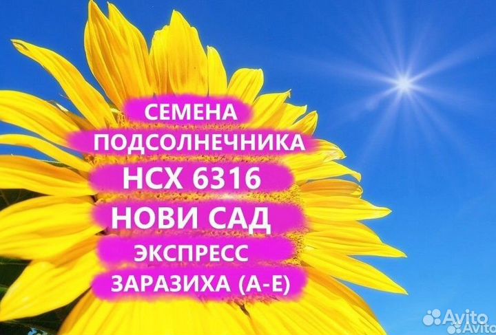 Семена подсолнечника нсх 6316 Гибрид нс, Курск