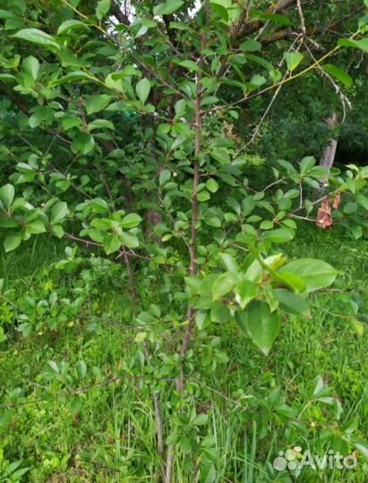 Вишня саженцы