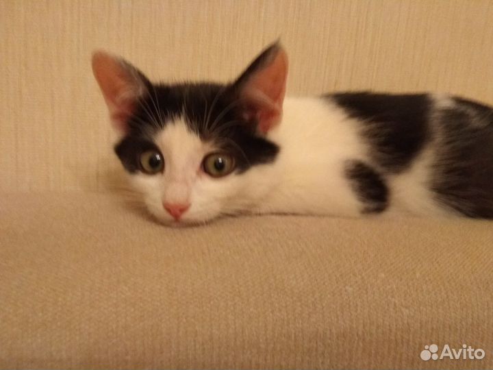 Котенок