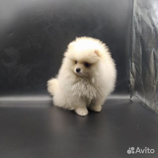 Мини мальчик померанского шпица