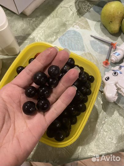 Смородина кусты