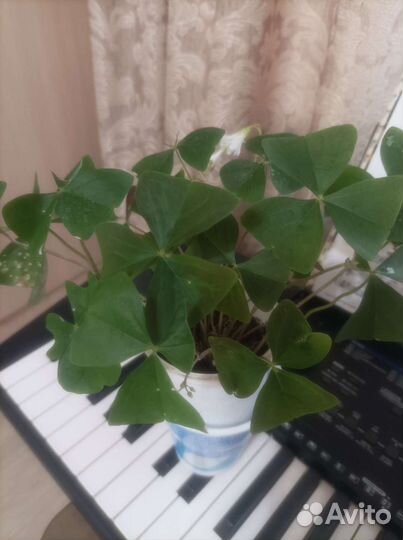 Оксалис, каллизия,Каланхоэ