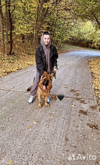 Вязка Немецкая овчарка кобель