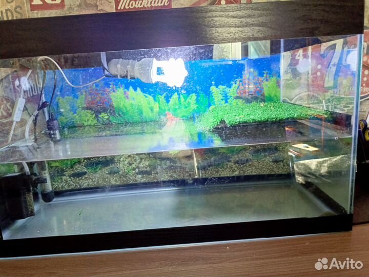 Террариум для красноухой черепахи