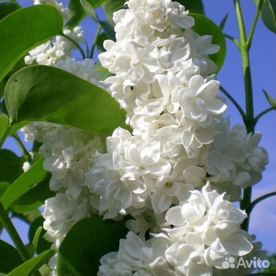 Принцесса Клементина сирень Корнесобственная, зкс