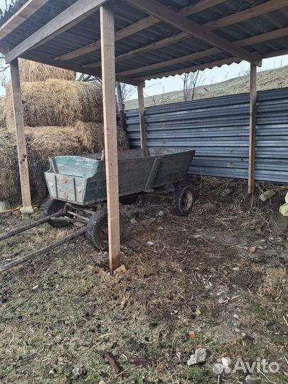 Рысачка полукровка