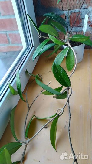 Хойи взрослые, добавлено 01.05.23