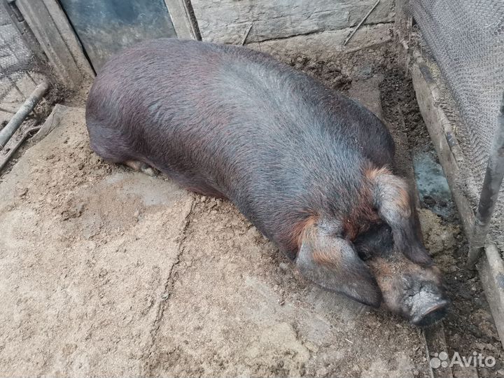 Чистокровные Дюроки Мангалица