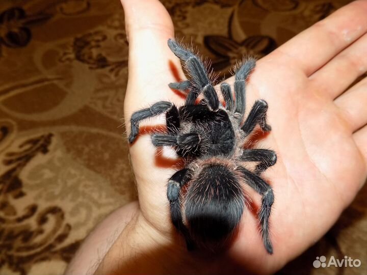 Аквариум (Паук)