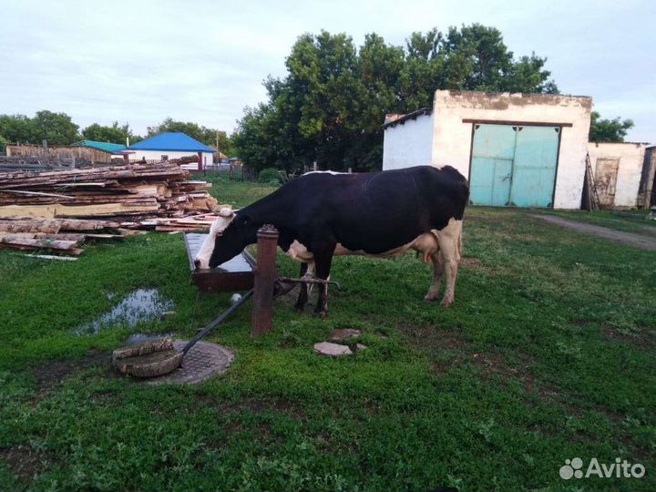Корова дойная