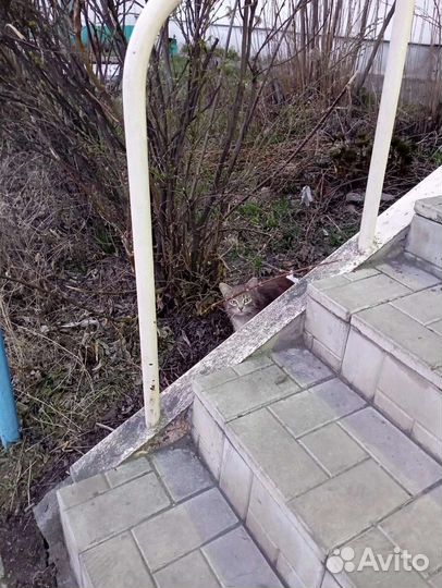 Котик в добрые руки
