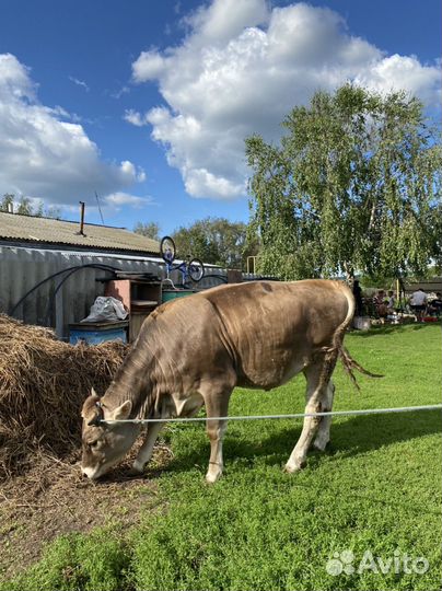 Телка 1 год 1 месяц