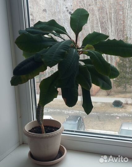 Молочай