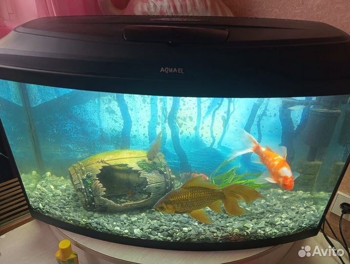Аквариум
