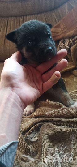 Щенки метисы