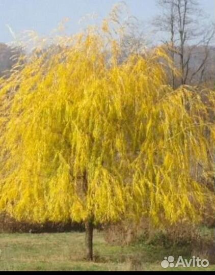 Ива плакучая желтокорая