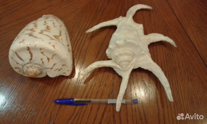 Морские ракушки 18 см