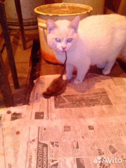 Котята от кошки крысоловки