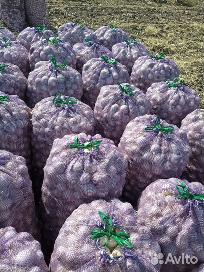 Лук Стардаст