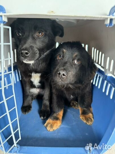 Щенки ищут дом