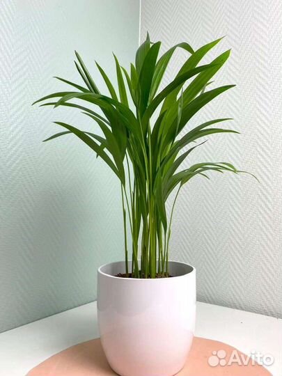 Комнатные цветы растение Пальма Арека хризолидокар