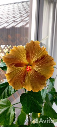 Сортовой гибискус