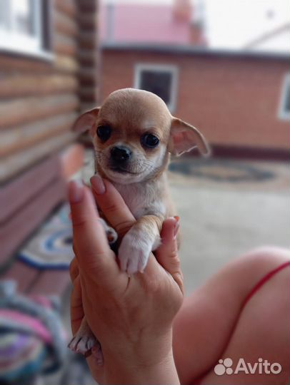 Щенки чихуахуа мини гладкошерстные