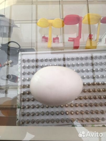 Подложное яйцо