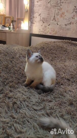 Кот в дар бесплатно