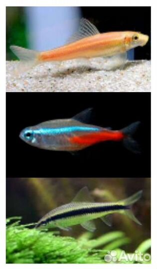 Аквариумные рыбки