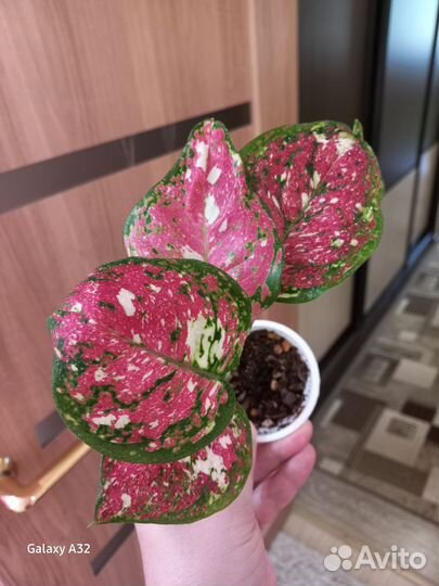 Аглаонемы анимани триколор, уши слона