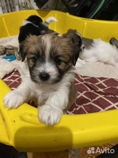 Отдам щенков