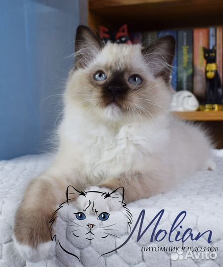 Рэгдоллы в разведение и домашние любимцы