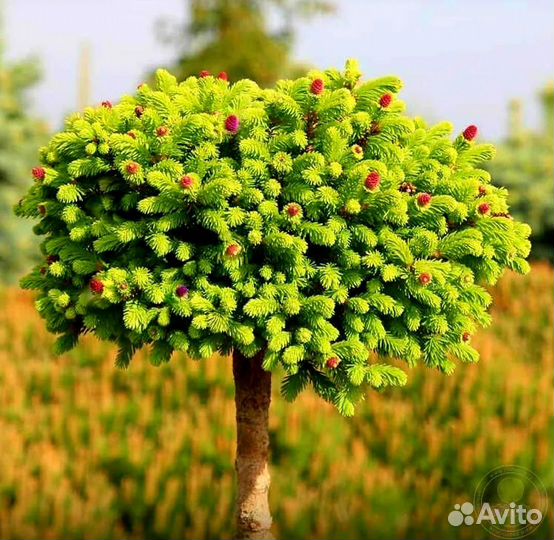 Коллекционные,редкие хвойные растения