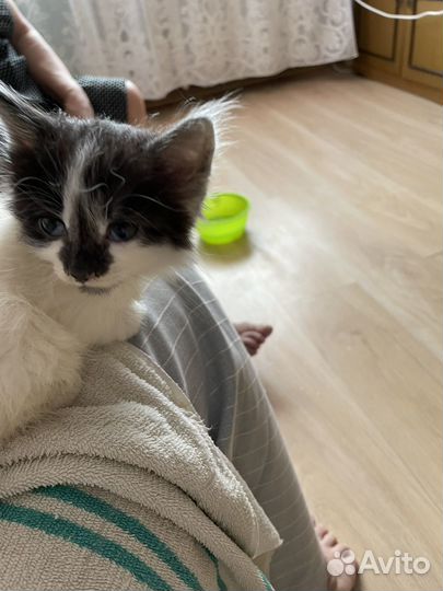 Котенок, девочка 1,5 месяца, в добрые руки