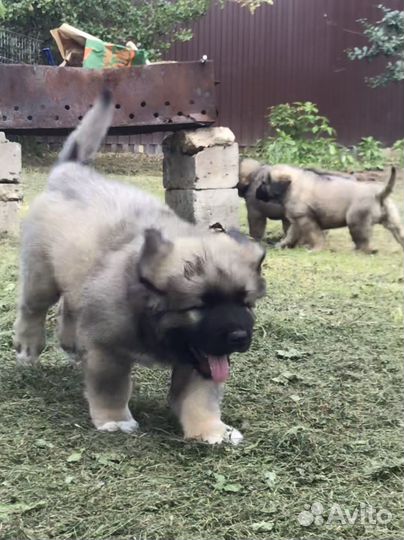 Щенки кавказской овчарки