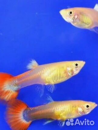 Гуппи взрослые