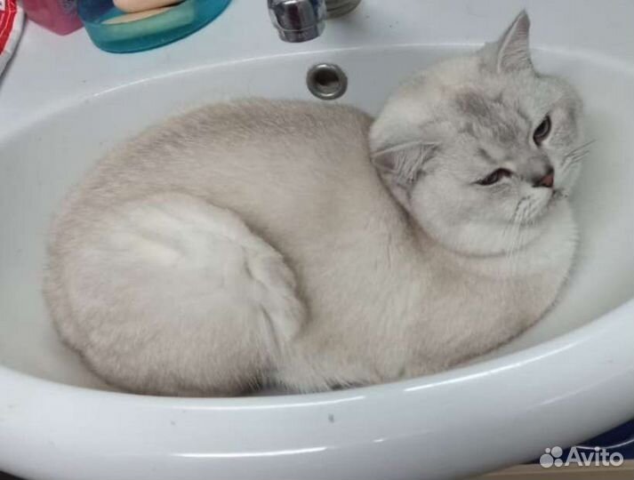 Вязка (кот породы Британская серебристая шиншилла)