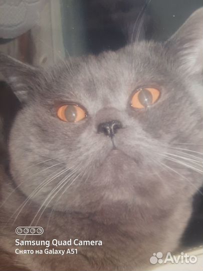 Передержка кошек, грызунов, птиц