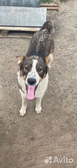 Собаки в добрые руки