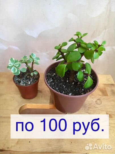 Фикус Бенджамина Портулакария Афра Хавортия