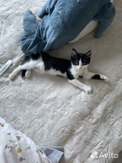 Котенок бесплатно
